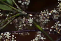 Schefflera venulosa
